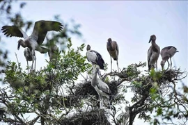 Le Vietnam dans le top 16 mondial à la biodiversité la plus riche 