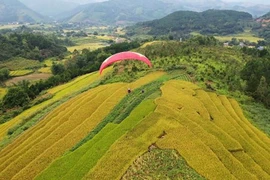 Le Festival de la saison dorée du riz donne rendez-vous à Binh Liêu
