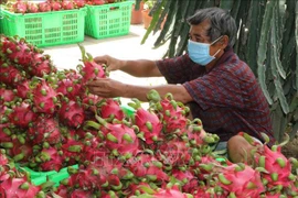 Lao Cai: réexportation à titre expérimental de produits agricoles vers la Chine