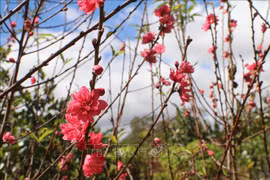 Vietnam Airlines vend des branches de pêcher et d'abricotier avec livraison à domicile