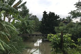 Le delta du Mékong en réponse à la salinisation de ses terres 