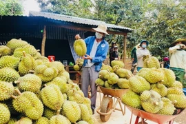 Dak Lak promeut ses exportations du durian vers la Chine