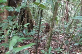 Davantage d’animaux sauvages capturés retrouvent leur milieu naturel à Thua Thiên-Huê