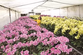 Quang Ninh promeut la transformation numérique dans l’agriculture 