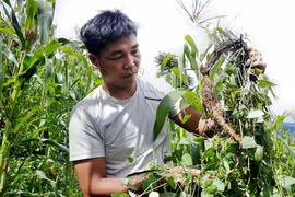 Sortir de la pauvreté grâce au "ginseng des pauvres"