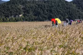 Les touristes visitent la baie de Suncheon, en République de Corée. Photo : Xinhua/VNA