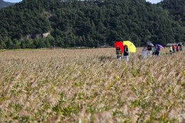 Les touristes visitent la baie de Suncheon, en République de Corée. Photo : Xinhua/VNA