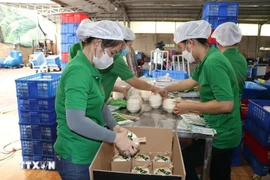 Emballage des noix de coco fraîches pour l'exportation vers le marché chinois. Photo: VNA