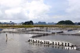 Une zone d'aquaculture de crevettes dans la province de Quang Ninh. Photo: VNA