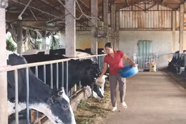 De nombreuses entreprises collaborent avec des localités pour créer des zones d’élevage et des chaînes de production associées à la transformation. Photo : VNA/CVN