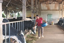 De nombreuses entreprises collaborent avec des localités pour créer des zones d’élevage et des chaînes de production associées à la transformation. Photo : VNA/CVN