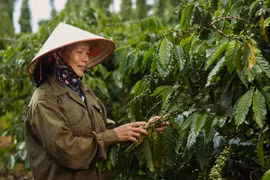Les prix à l’exportation et le chiffre d’affaires des exportations de café augmentent au cours des 9 premiers mois de 2024. Photo: Vietnamplus