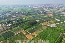 Hanoï possède environ 27 100 hectares de forêts et de terres sylvicoles. Photo; VNA