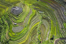 Saison du riz mûr des champs en terrasses à Hoa Binh