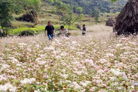 Ouverture de la fête des fleurs de sarrasin à Ha Giang 