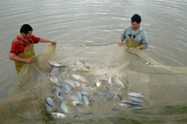 Les exportations du tilapia présentent de belles perspectives
