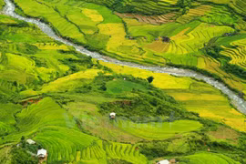 Le riz commence à mûrir à Mu Cang Chai