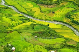 Le riz commence à mûrir à Mu Cang Chai