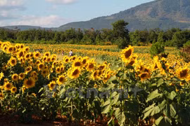 Champ de tournesol à Lam Dong