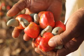 La 7e conférence internationale de la noix de cajou du Vietnam
