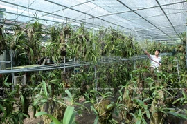 Une région de culture d’orchidées de hautes technologies