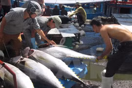 Construction de six grands centres de pêche