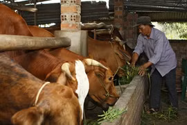 Dak Lak : la nouvelle vitalité des ethnies minoritaires