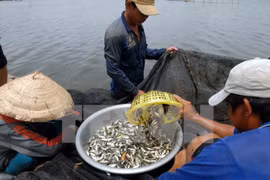 La saison des “ca linh” dans le delta du Mékong