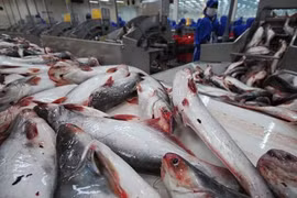 Forte hausse des exportations de pangasius vers la Chine 