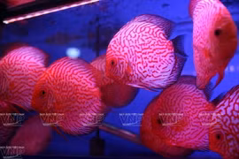 Les poissons d'aquarium sont à la mode à Hanoi