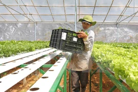 Ha Nam: une compagnie japonaise envisage d’investir dans la production de légumes bio 