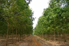 Le Laos attire le plus d’investissement du Vietnam 