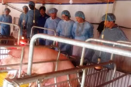 Rôle de la mécanisation dans l'agriculture à Hanoi