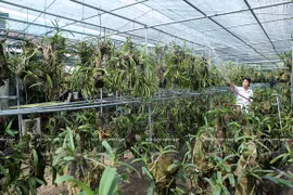 Une région de culture d’orchidées de hautes technologies