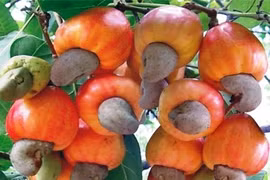 Les exportations nationales de noix de cajou se portent bien 