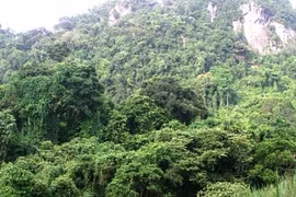 Thua Thiên-Huê: 5 milliards de dôngs pour le projet «Forêt tropicale humide»