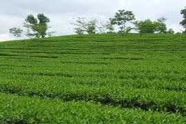 Le 3e Festival du thé de Thai Nguyên 2015