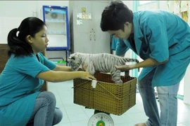 Trois tigrons blancs naissent au zoo de Hô Chi Minh-Ville