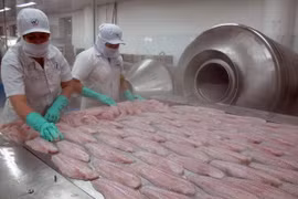 Baisse des exportations de pangasius