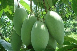 Elargissement des débouchés pour les fruits vietnamiens 