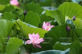 La beauté de la zone humide de Van Long