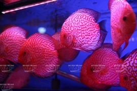 Les poissons d'aquarium sont à la mode à Hanoi