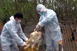 Le Vietnam disposé à endiguer le virus A(H7N9) 