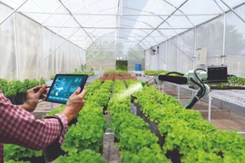 Phu Tho : la transformation numérique, clé pour opérer une percée dans l'agriculture 