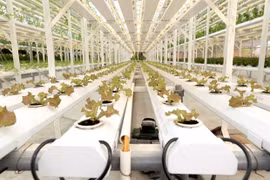 Hanoi revoit les circuits de production agricole et embrasse l’agriculture high-tech