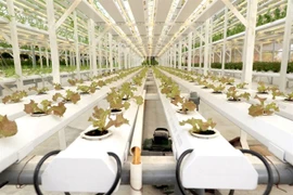 Hanoi revoit les circuits de production agricole et embrasse l’agriculture high-tech