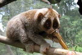 Conservation des loris dans la réserve naturelle de Xuân Liên