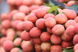Le premier lot de litchi vietnamien "U hong" expédié vers le Royaume-Uni