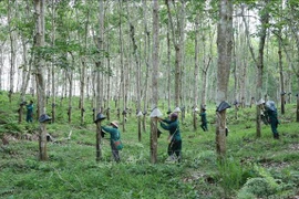 Une vingtaine d’entreprises certifiées par le label «Caoutchouc vietnamien»