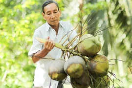 La filière de la noix de coco sur le point de rejoindre le club du "milliard de dollars d'exportations"